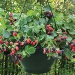 Blackberries Rubus Black Cascade 1 Pre-Planted Hanging Basket