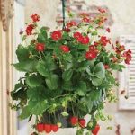 Strawberry Ariba Red F1 2 Pre- Planted Hanging Baskets.