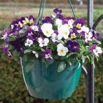 Viola Ochre (Trailing) 170 Small Plug Plants