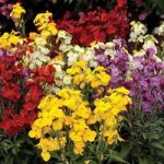 Over £50 Spend Offer: FREE Wallflower Wizard 24 Large Plants