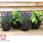 Wenlock Planters (Pack of 4)