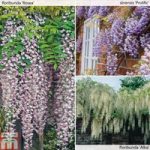 Wisteria Collection
