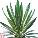 Yucca gloriosa ‘Variegata’