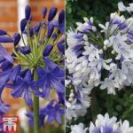 Agapanthus Duo Collection
