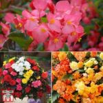 Ultimate Summer Begonia Collection