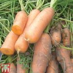 Carrot ‘Nantes Frubund’ (Fast Crop)