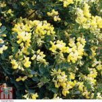 Coronilla valentina subsp. glauca ‘Citrina’