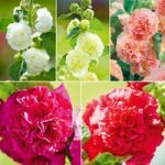 Heavenly Hollyhock Collection