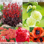Sizzling Summer Perennial Collection