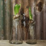 Kulu Hyacinth Bulb Vase