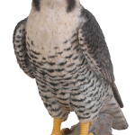 Vivid Arts Peregrine Falcon – Size B