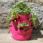 Strawberry & Herb Patio Planter x 2