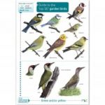 Top 50 Garden Birds Identification Guide