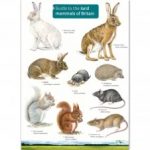 Land Mammals Of Britain Identification Guide