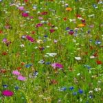 English Meadow Wildflower Collection – 30x Plants