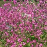 Red Campion ‘silene Dioica’