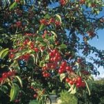 Malus Robusta Red Sentinel – Crab Apple Tree