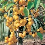 Crab Apple Tree ‘golden Hornet’ 9l