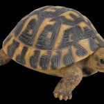 Vivid Arts Real Life Hermann Tortoise – Size F