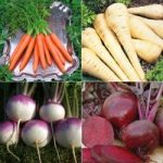 Best Ever Root Veg Collection