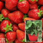 Strawberry ‘Elsanta’ (pre-planted baskets)