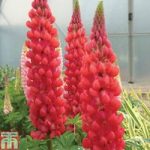 Lupin ‘My Castle’