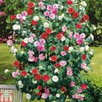 Camellia ‘Tricolour’
