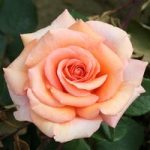 Rose ‘Warm Wishes’ (Hybrid Tea Rose)