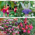 Ultimate Fuchsia Collection (Hardy)