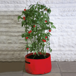 Tomato (Climbing) Patio Planter