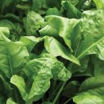 Spinach ‘Perpetual’ (Start-A-Garden Range)