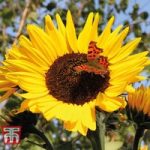 Sunflower ‘Russian Giant’ (Start-A-Garden Range)