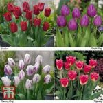 Tulip Patio Collection