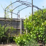 Vine Arch – Traditional Gloss Black