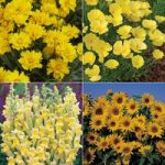 Mellow Yellow Flower Collection