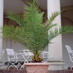 Phoenix Palm Collection