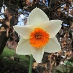Daffodil Decoy Red