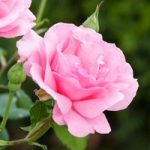 Rose Scented Double Pink