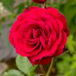 Rose ‘Scented Double Red’