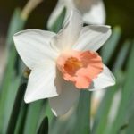 Daffodil Pink Pride