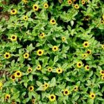 Sanvitalia Seeds – The Hanging Basket Sunflower