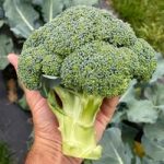 Broccoli Seeds – Blue Finn F1