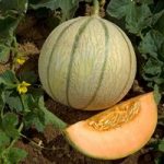 Melon Grafted Plant – Anasta