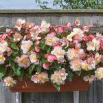 Begonia Plants – Sweet Spice Appleblossom