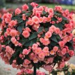 Begonia Plants – Sweet Spice English Rose