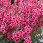 Diascia Plants – Aurora Dark Pink