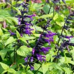 Salvia Plants – Purple and Bloom