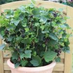 Blackcurrant Plant – Summer Pearls Patio Black