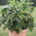 Raspberry Plant – Summer Lovers Patio Gold