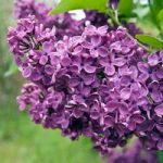 Lilac (Syringa) josikaea
